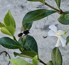 Megachile chrysorrhoea