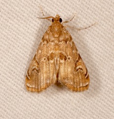 Elophila gyralis