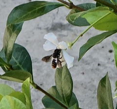 Megachile chrysorrhoea
