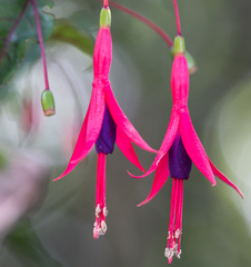 Fuchsia regia