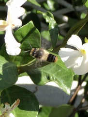 Megachile chrysorrhoea