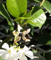 Megachile chrysorrhoea