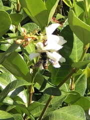 Megachile chrysorrhoea