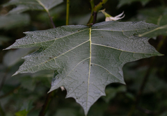Angiospermae