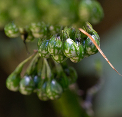 Angiospermae