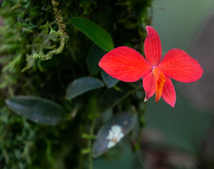 Cattleya coccinea