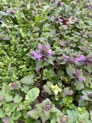Lamium purpureum