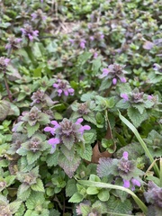Lamium purpureum