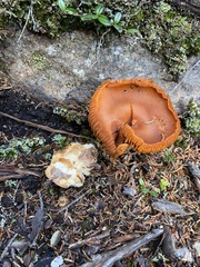 Cortinarius cinnamomeus