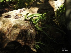 Lepisorus ussuriensis