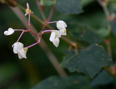 Begonia palmata
