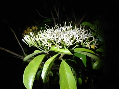Ixora lucida
