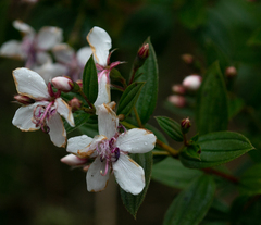 Angiospermae