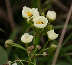 Angiospermae