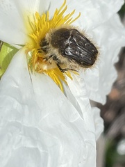 Tropinota squalida