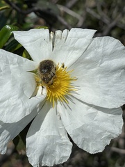 Tropinota squalida