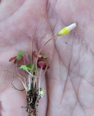 Oxalis punctata