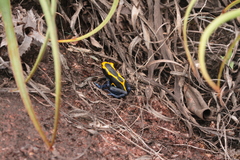 Dendrobates tinctorius