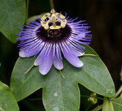 Passiflora amethystina
