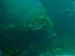Kyphosus cornelii