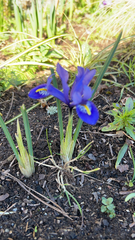 Iris reticulata