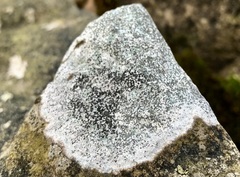 Arthonia radiata