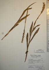 Platanthera hyperborea