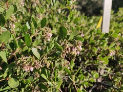 Arctostaphylos densiflora