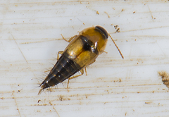 Tachyporus solutus