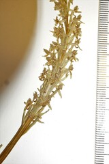 Platanthera hyperborea
