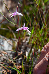 Disa inflexa
