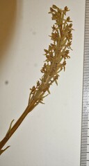 Platanthera hyperborea