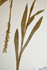 Platanthera hyperborea