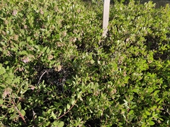 Arctostaphylos densiflora