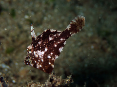 Acreichthys tomentosus