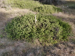 Arctostaphylos densiflora
