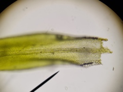 Grimmia orbicularis