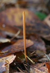 Macrotyphula fistulosa