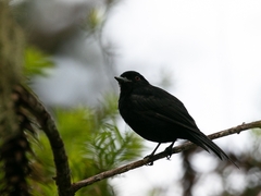 Knipolegus cyanirostris