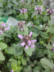 Lamium purpureum