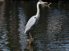 Ardea cinerea