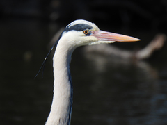 Ardea cinerea