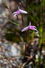 Disa inflexa