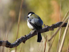 Parus minor