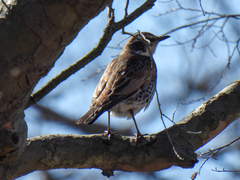 Turdus eunomus