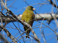 Chloris sinica