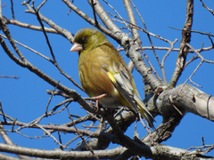 Chloris sinica minor