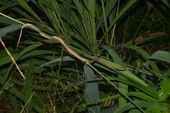 Thamnodynastes pallidus