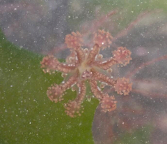 Haliclystus octoradiatus