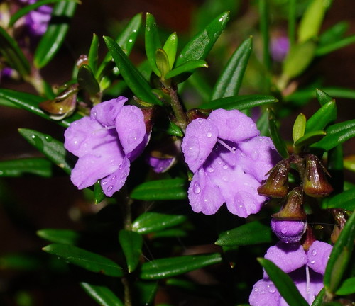 Prostanthera scutellarioides (R.Br.) Druce